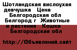 Шотландская вислоухая девчушка › Цена ­ 2 500 - Белгородская обл., Белгород г. Животные и растения » Кошки   . Белгородская обл.